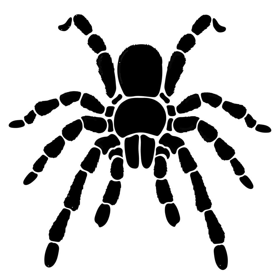 Pochoir araignée mygale pour tatouage temporaire aérographe